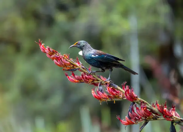 Photo of Tui bird (TÅ«Ä«) (Prosthemadera novaeseelandiae),Tai Poutini National Park, Westland, on the West Coast of New Zealand's South Island.