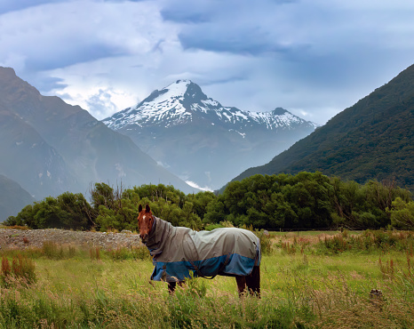 A horse with the snow covered peaks of the Southern Alps in the background, South Island, New Zealand