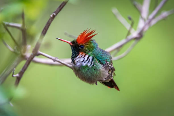 istock Side view of a beautiful Frilled croquette perched on a tiny branch against defocused background, Itatiaia, Rio de Janeiro, Brazil 1484330962