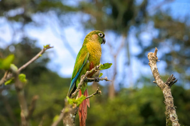 Maroon-bellied parakeet perched on a branch against natural defocused background, Itatiaia, Rio de Janeiro, Brazil Maroon-bellied parakeet perched on a branch against natural defocused background, Itatiaia, Rio de Janeiro, Brazil green parakeet stock pictures, royalty-free photos & images