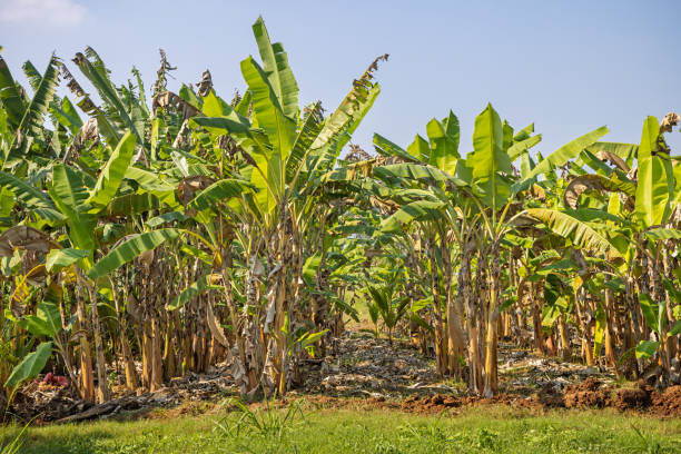 istock Organic banana plantation 1484331063