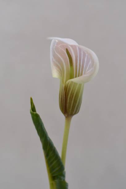 istock Cobra lily Urashima ( Arisaema urashima ) A Spathe and Spadix. 1484331232