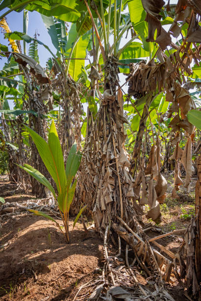 istock Dried leaves on banana tree 1484331295