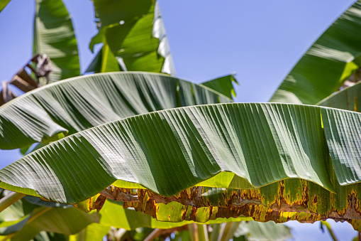 Leaves of banana plants in a organic plantation in the Uva Province in Sri Lanka