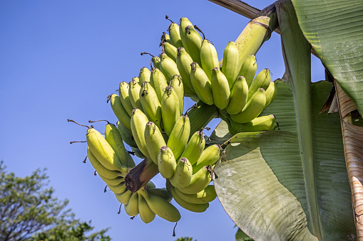Fresh green bananas hanging on the tree in a garden in Negombo in Sri Lanka