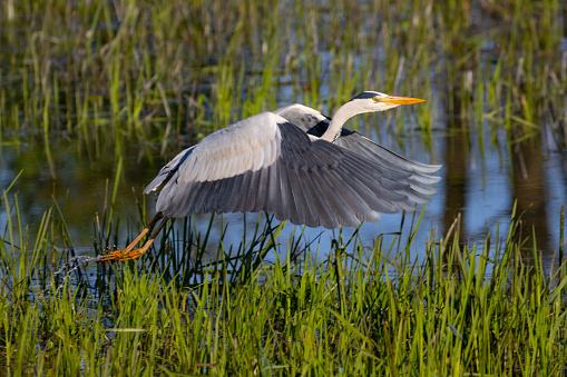 gray heron in flight