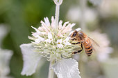 Bee - Apis mellifera - pollinates hite horehound - Marrubium incanum