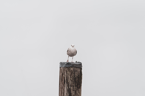 a seagull sits on a pole and looks into the camera