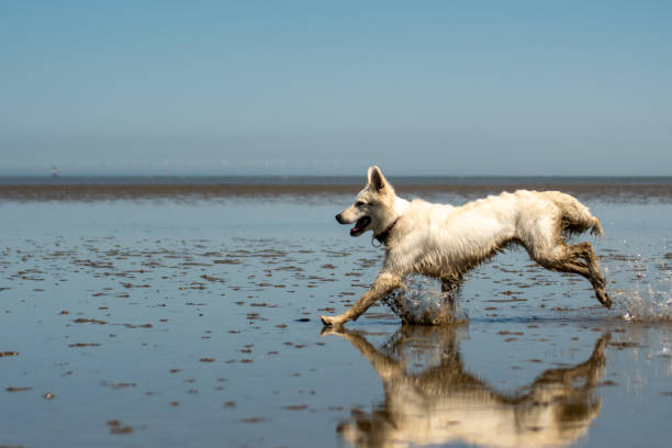 plan latéral d’un chien de berger blanc courant à marée basse dans la mer des wadden - dog retrieving german shepherd pets photos et images de collection