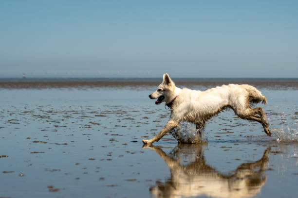 boczne ujęcie biegnącego białego psa pasterskiego podczas odpływu na morzu wattowym - dog retrieving german shepherd pets zdjęcia i obrazy z banku zdjęć