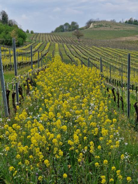 istock Blossoming yellow flowers in between rows of vineyard in Piemonte, Italy during springtime 1484335743
