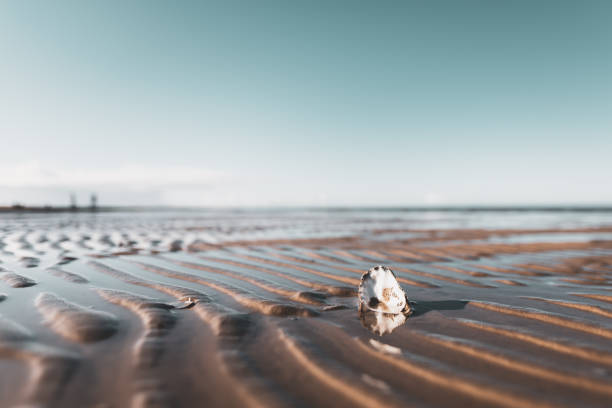 Close-up of a mussel at low tide in the Wadden Sea Close-up of a mussel at low tide in the Wadden Sea low tide stock pictures, royalty-free photos & images
