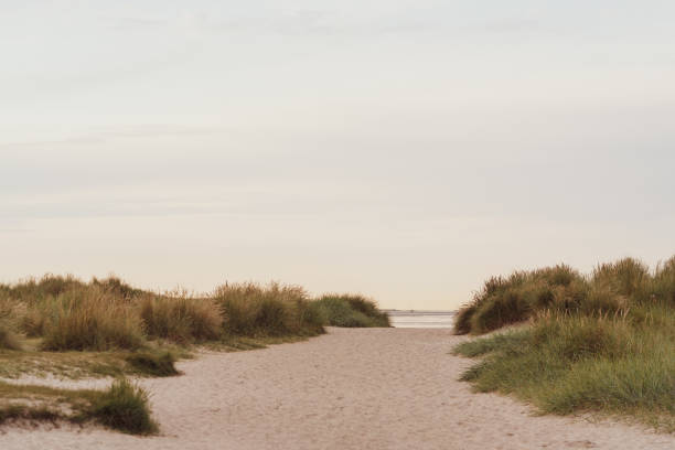 istock Passage over a dune to the sea 1484335980