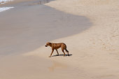 a brown wild dog is walking relaxed along the beach