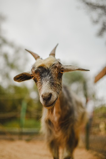 Three curios goats in the barn looking at camera.