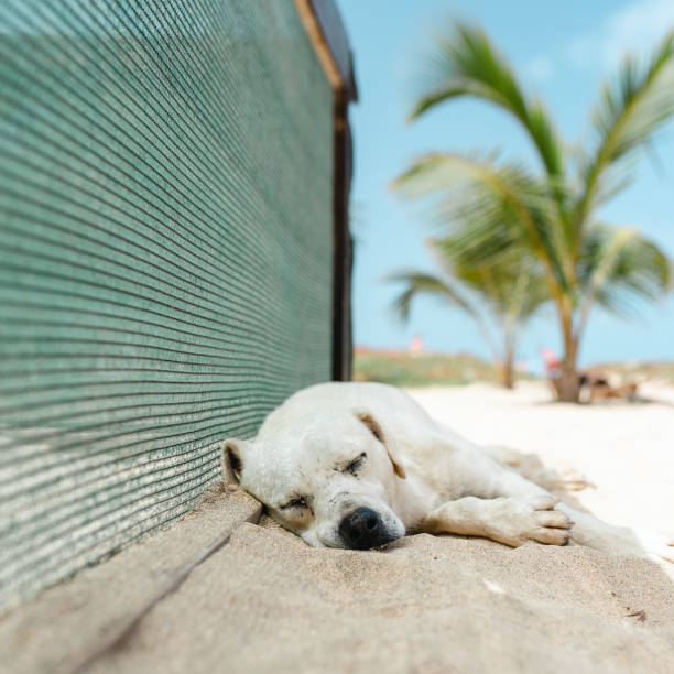 A dog sleeps in the shade on a palm beach