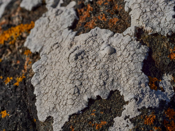 istock orange and white lichen growing on a rock in Scotland. 1484338978