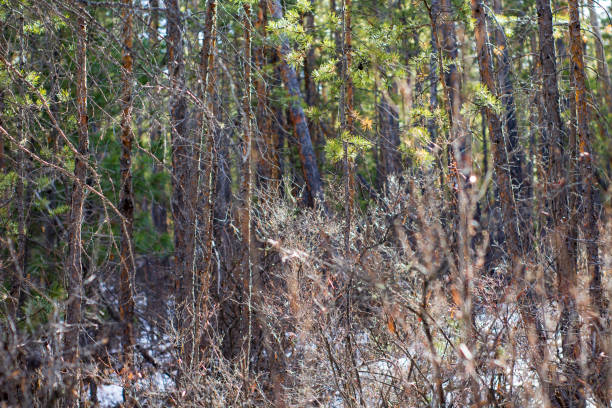 Mixed woodland birch, spruce, cedar trees with snow in spring