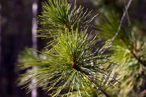 Cedar tree's coniferous fir needles close-up in siberian taiga