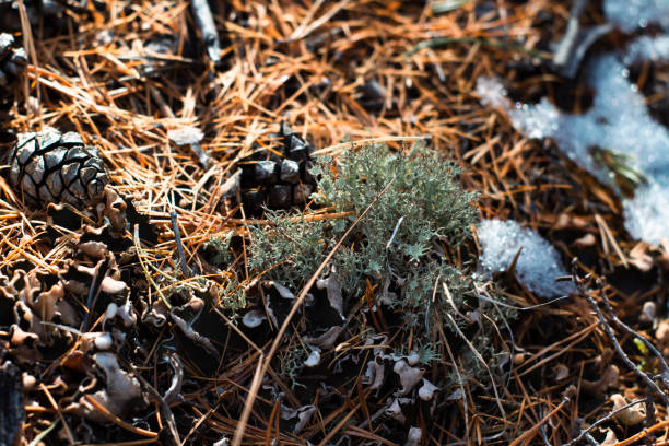 Woodland forest floor with fallen cones, conifers, covered with melting snow in spring