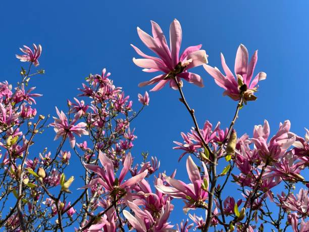magnolia stellata rosa flores roxas no céu azul. - magnolia bloom - fotografias e filmes do acervo