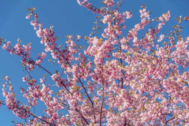 istock Sakura cherry blossom branch on blue sky background 1484346658