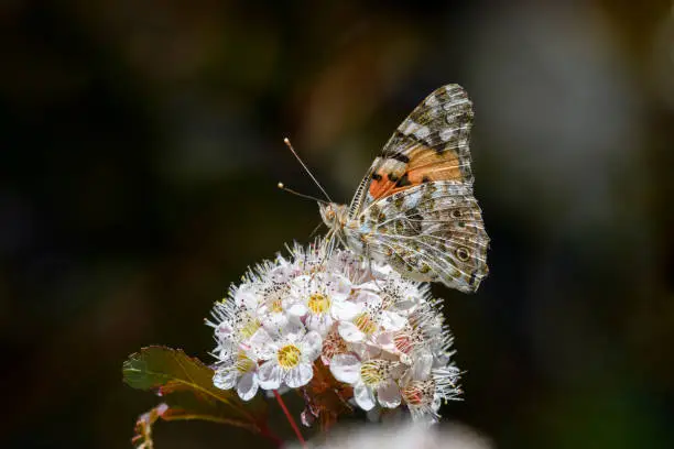 Painted Lady or Cosmopolitan butterfly - Vanessa cardui - resting on common ninebark, Eastern ninebark or Atlantic ninebark - Physocarpus opulifolius