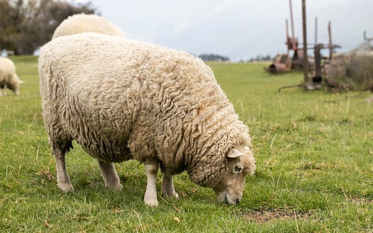 Sheep graze outdoors in New Zealand. The concept of small cattle, animal husbandry.