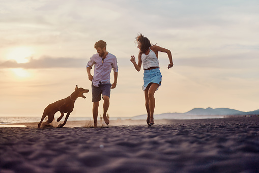 Young happy couple having fun while running with their dog during summer sunset on the beach. Copy space.