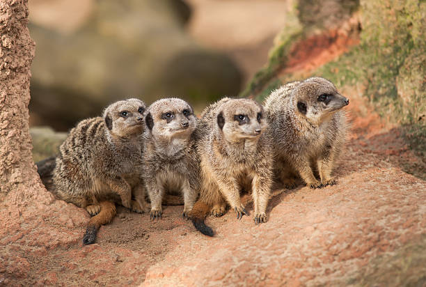 istock Group of watchful meerkats on the termitary 148438450