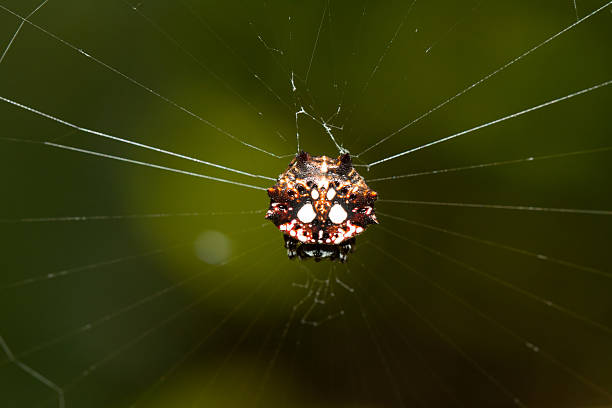 spinybacked orbweaver spider - spinybacked zdjęcia i obrazy z banku zdjęć