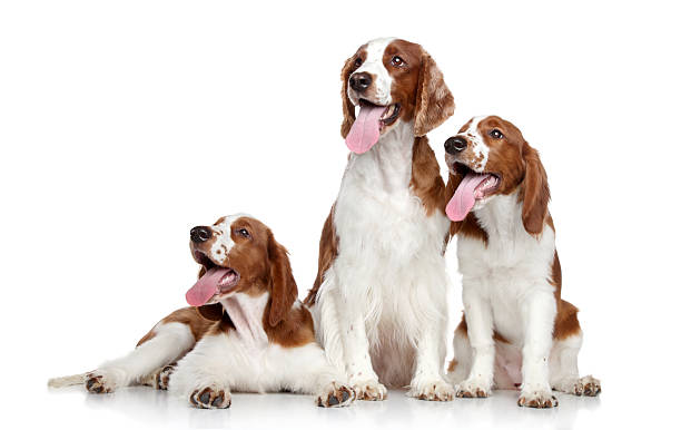 istock Welsh springer spaniel dogs on white background 148440464