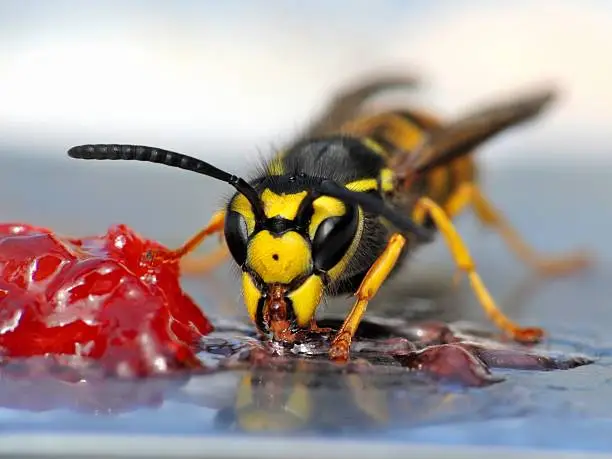 A close-up of a wasp eating jelly.