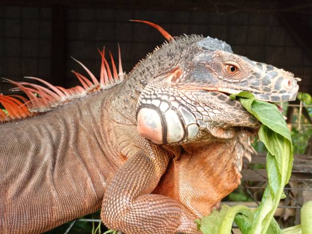 istock portrait of big iguana 1484410278