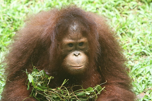 a little orangutan was pensive in the grass