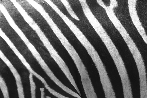 portrait of a zebra's body parts
