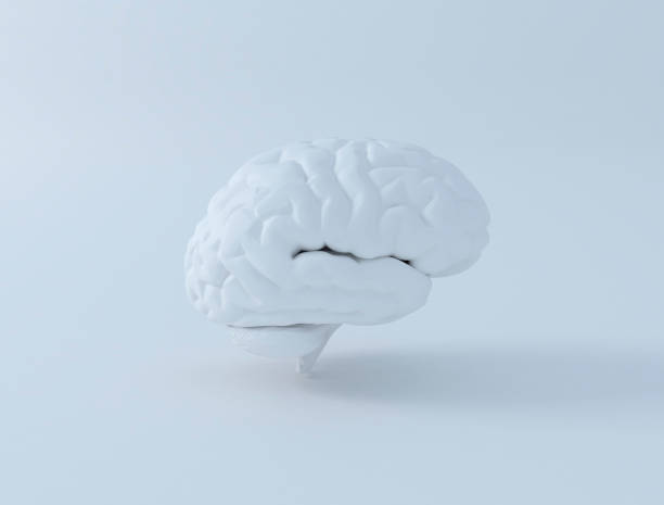 istock 3D rendering illustration soft white organic glossy human brain side view 1484413590