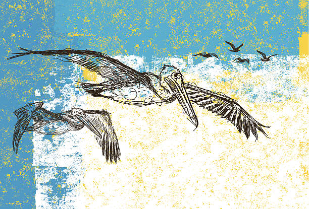 Pelicans and Seagulls Sketchy pelicans with seagulls flying behind them over an abstract background. The birds and background are on separately labeled layers. brown pelican stock illustrations