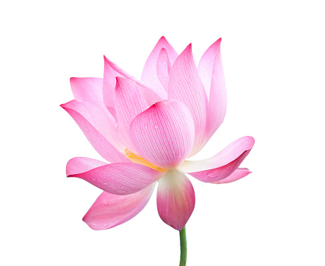 Lotus flower, nelumbo nucifera isolated on white background.