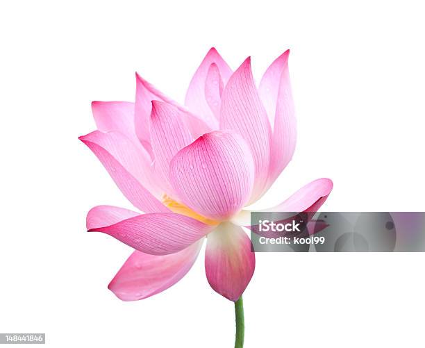 Lotus Flower Stock Photo - Download Image Now - Lotus Water Lily, Flower, Sacred Lotus