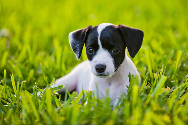 istock Black and white puppy looking at the camera 148441891