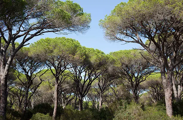 Stone-pines against blue sky. Maremma coastline pinewood, Toscana, Italy.