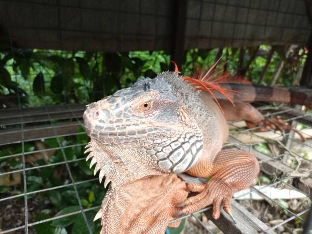 istock portrait of big iguana 1484419740