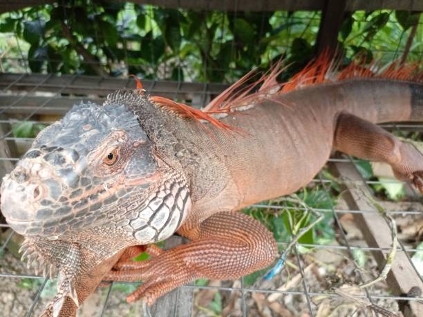istock portrait of big iguana 1484420202