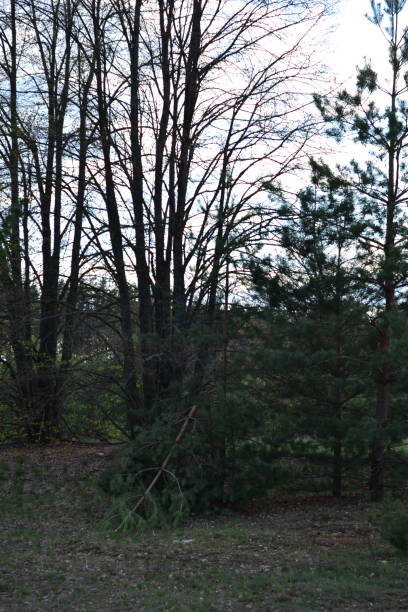 istock Forest, green Christmas trees, broken trees, beautiful nature 1484420255