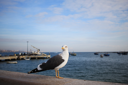 A white seagull standing at the coast, looking at the viewer