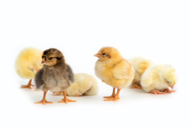 istock Newly hatched French Faverolles chicks isolated on white background - selective focus, copy space 1484420687