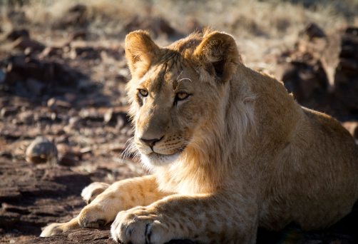 1 year old male lion cub in Zimbabwe