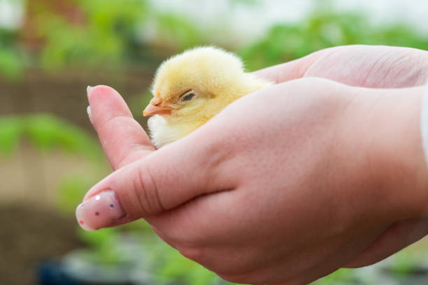istock Extreme close-up of human hands holding a newly hatched chick. Selective focus, copy space. 1484422037