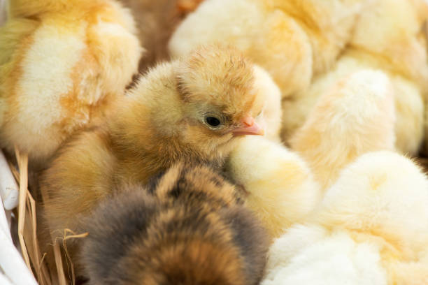 Just hatched chicks in their nest in a basket. Selective focus, copy space.